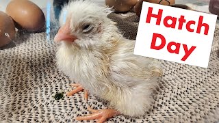 Incubating Chicken Eggs Day 21 - Chickens Hatching in the Nature Right 360