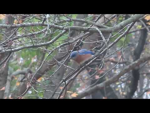 Bluebird - YouTube