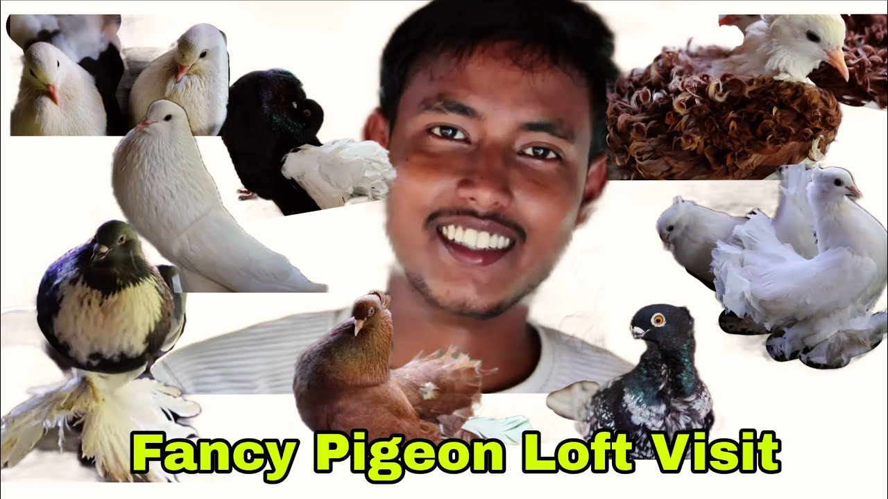 Rare and Best Fancy Pigeon Collection Of Soumyadip Vai From West Bengal India