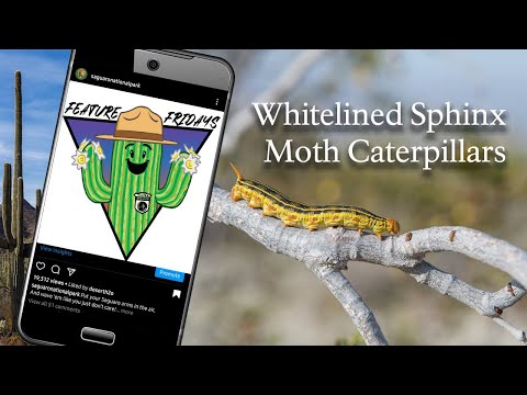 Feature Fridays - White-lined Sphinx Moth Caterpillars