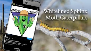 Feature Fridays - White-lined Sphinx Moth Caterpillars