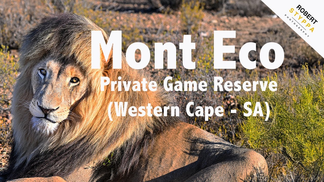 Mont Eco Private Game Reserve (South Africa) – Luxury Safari at Kingsley Lodge |  Wildlife Film