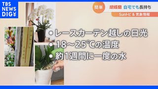 自宅でも簡単！胡蝶蘭【SUNトピ】｜TBS NEWS DIG