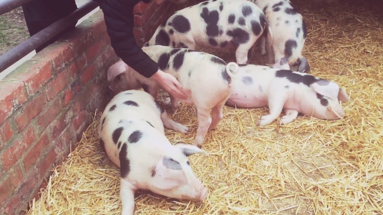 Pigs fall over after being scratched on the stomach 😂😂🐷 YouTube