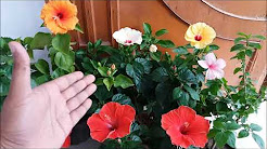 How to Grow Hibiscus Plant/All Care Tips (HINDI/URDU)