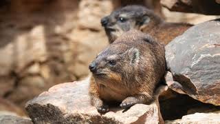 Up-Close Cuteness With Rock Hyrax