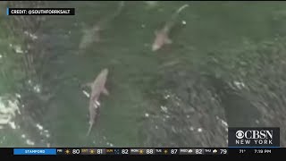 Nassau County Boosts Shark Patrols After Recent Sightings Off Long Island Beaches