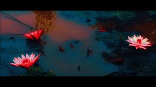 Bunga Teratai ❤️ Lotus ❤️Padma❤️Video Cinematic-Aesthetic