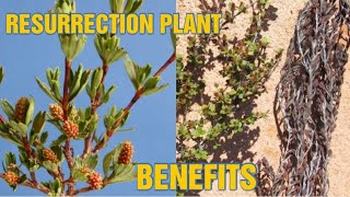 Download Lagu HEALTHY AND MEDICINAL BENEFITS OF MUFANDICHIMUKA (myrothamnus flabellifolia) MP3