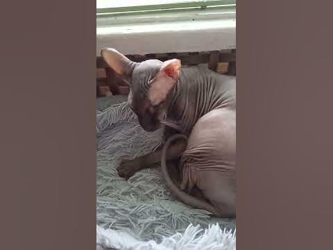Кот Аватар - YouTube