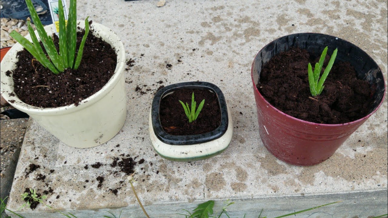 Aloe Vera Plant Transplanting YouTube