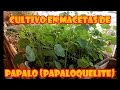 PAPALO (PAPALOQUELITE) CULTIVO EN MACEAS [][] "PROCESO COMPLETO"