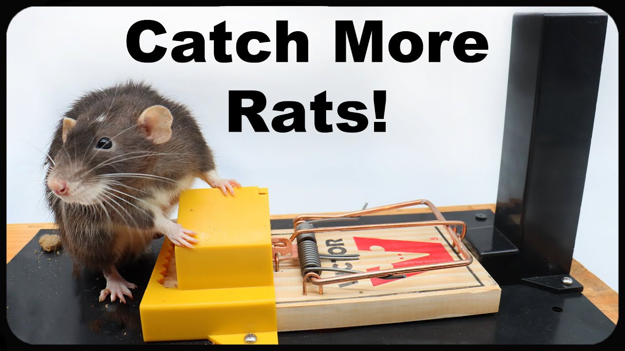 How To Catch MORE Rats With The Twin Home Experts Trapping System!  Mousetrap Monday 