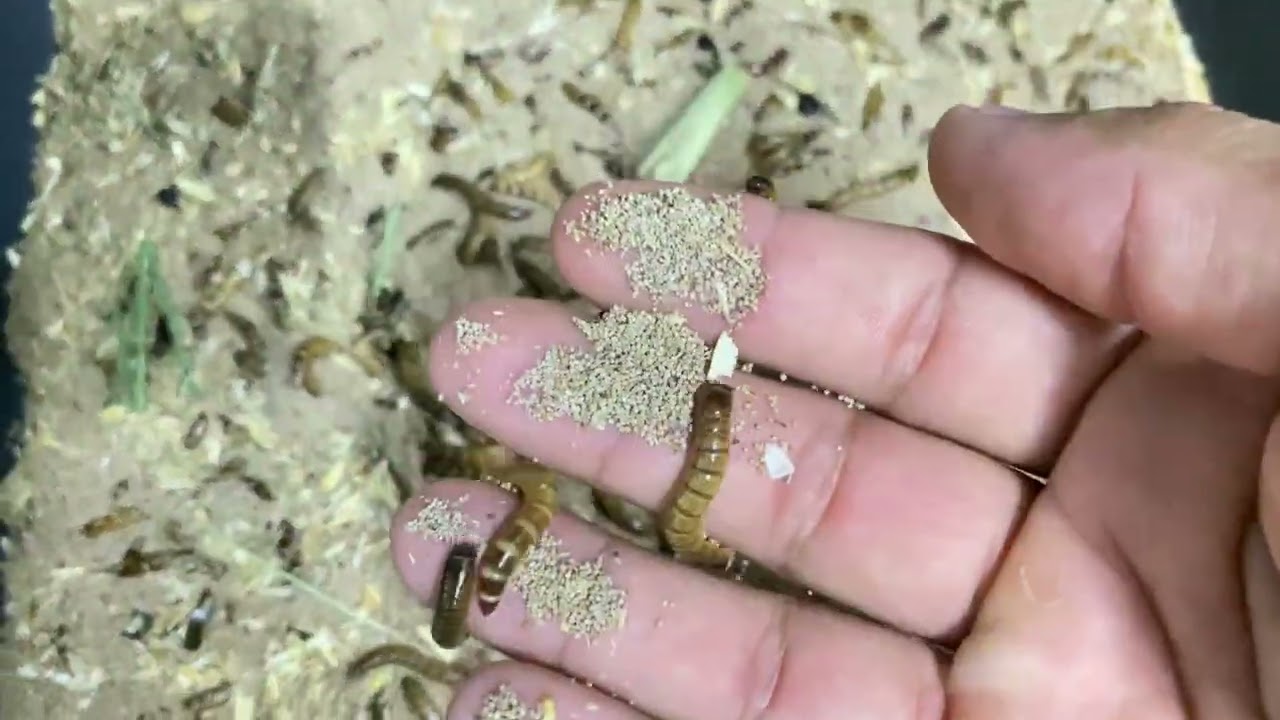 SÓ FARELO DE TRIGO PARA O TENÉBRIO?