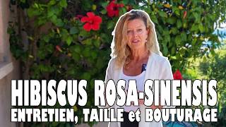 Réussir La Culture De Lhibiscus Rosa-Sinensis Entretien, Taille Et Bouturage