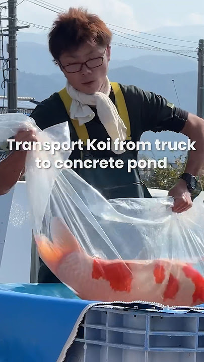Transport Jumbo Koi from Mudpond to concrete pond 🎏 #koi #koifish #nishikigoi #japan