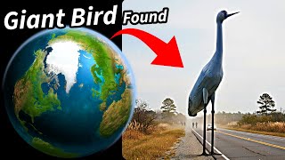I Found Giant Bird On Google Maps & Google Earth