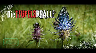 Die Teufelskralle - Kurzportrait - (Neue Filmreihe von UCM) - (Čertov pazúr - slovensky titulkami!)