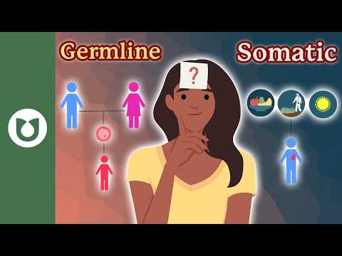 The Difference Between Somatic Mutations and Germline Mutations: Cancer Genetics Explained