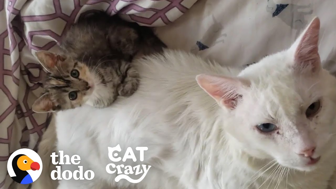 ⁣Abandoned Cat Was Antisocial Until A Tiny Kitten Forced Him To Play With Her | The Dodo Cat Crazy