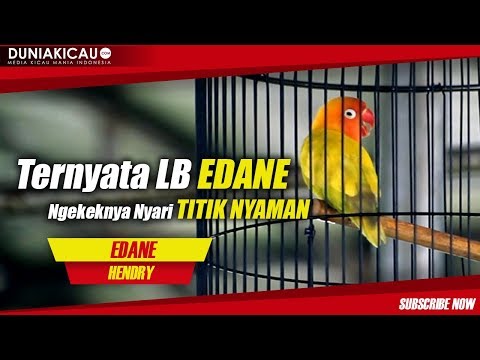 ternyata!!-lb-edane-ngekeknya-nyari-titik-nyaman