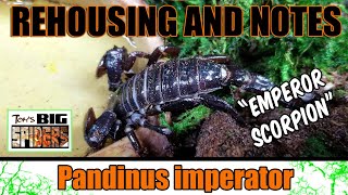 Pandinus imperator 'Emperor Scorpion' Rehouse and Notes