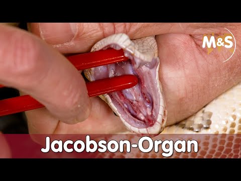 Video: Was ist das Jacobson-Organ bei Schlangen?