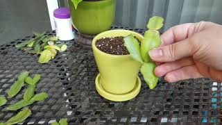 Quick and Easy Way to Propagate Christmas or Thanksgiving Cactus (Zygocactus) Cuttings