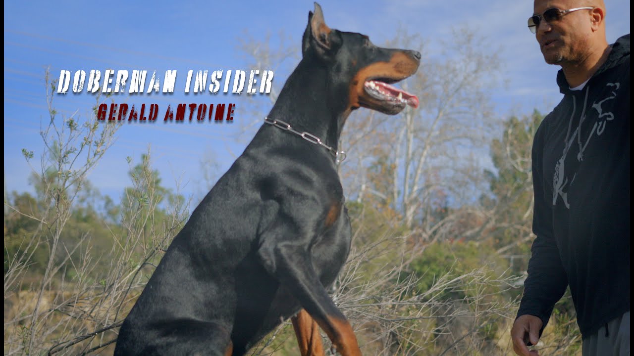 The Ultimate Guide to Doberman Care & Training - YouTube