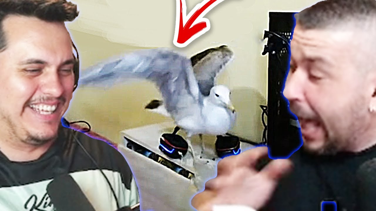 Стриймър НАПАДНАТ ОТ ГЛАРУС Вкъщи