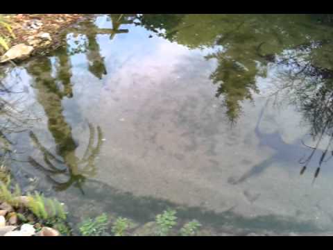 Koi/Stör Gartenteich ca.20qm YouTube