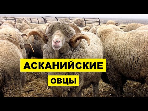 Разведение Асканийской породы овец как бизнес идея | Овцеводство | Асканийские овцы