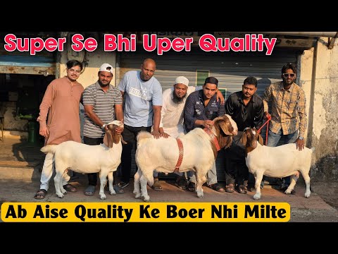 Super se Bhi Uper Quality Boer 🔥 Breeder At MATAF BHAI | Aise Bakre Hamesha Nhi Milte 