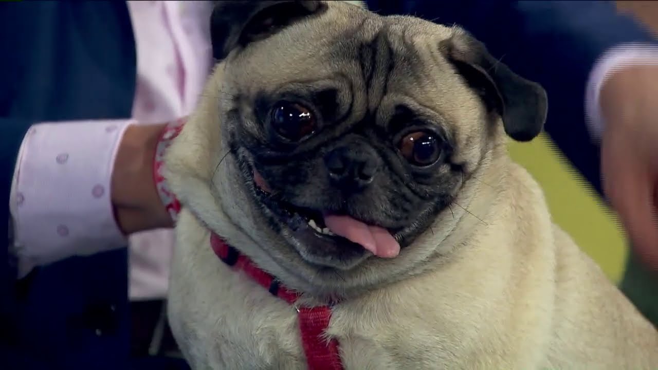 PugHearts Houston getting ready for annual Pugs on the Bayou event