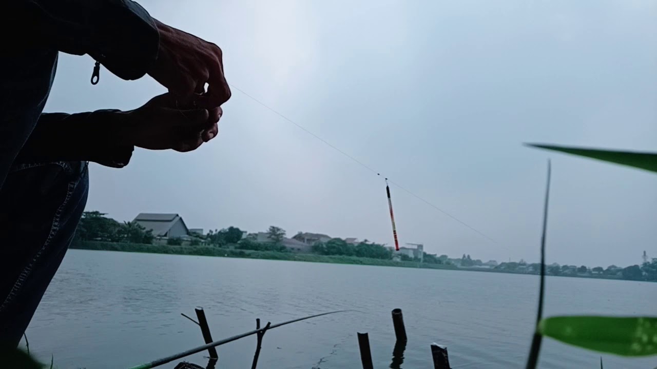 Mancing ikan nila pake umpan lumut