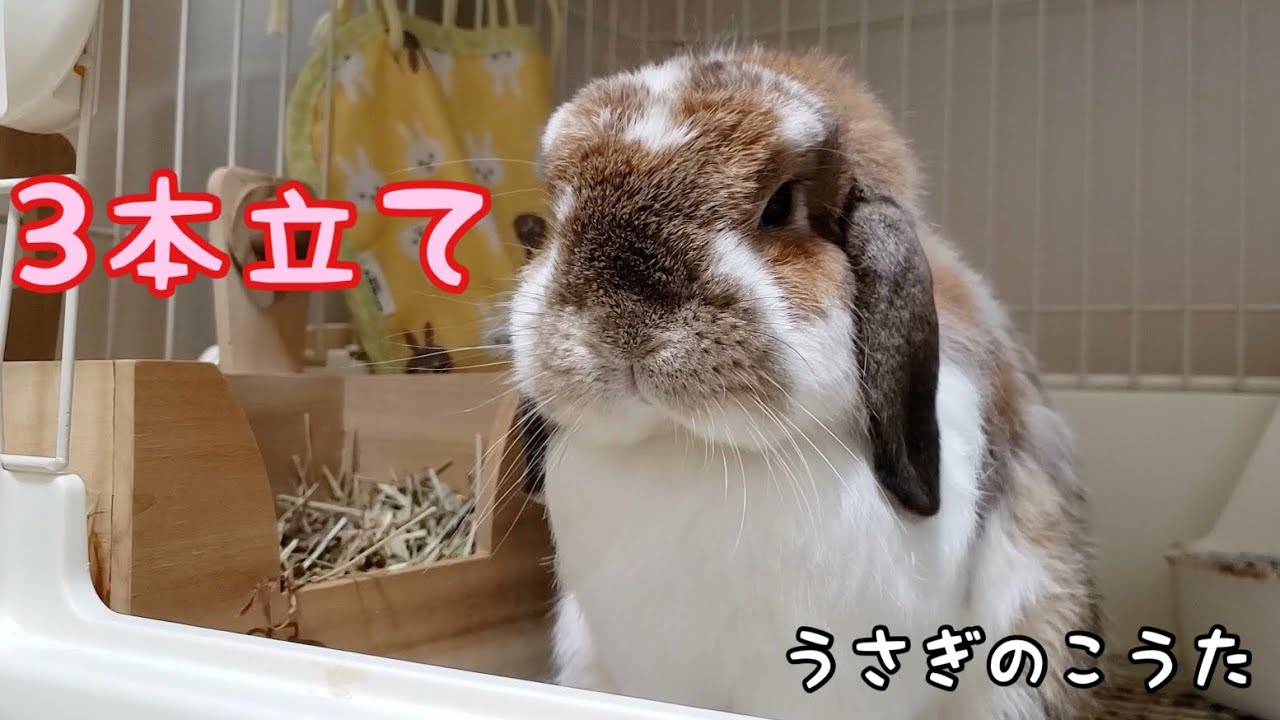 Posessed Rabbit 【3本立て】眠たいうさぎ1・2/憑依されたうさぎ〜The Sleepy Rabbit and the Possessed Rabbit ...
