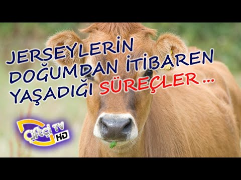 Jersey Irklarının Doğumdan İtibaren Yaşadığı Süreçler -  Sadece Jersey #jersey #buzağı #çiftçitv