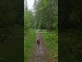 A rainy woodland walk is so peaceful! #naturewalk #nature  #woodlandambience #rainyday