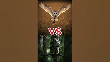 Owl Battle Royale Snowy Vs Eagle Owl Barn Owl More 