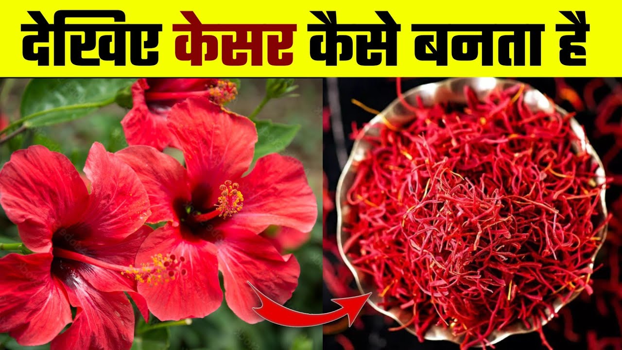 केसर कैसे बनता है Kesar Kaise Banta hai How is Saffron Made