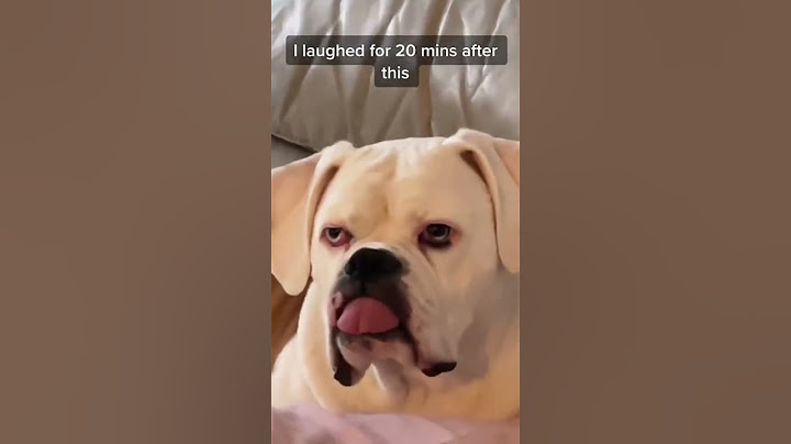 Dog imitates human behavior #foryou #funny #usa #pets #fyp #cute #dog #dogs #funnyvideo