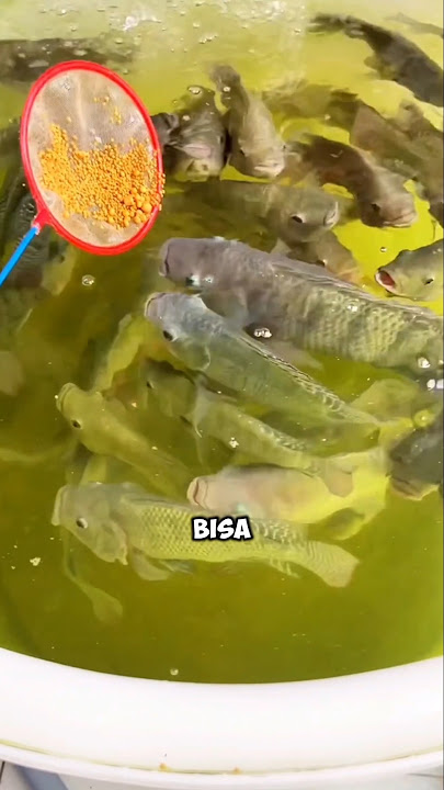 Cultivating Tilapia in a Small Space? Here's the Solution! (Just Use a Bucket)