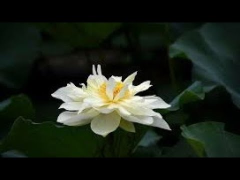 pghh:-068-việc-nào-làm-trước
