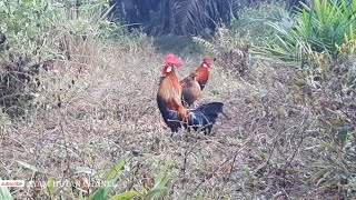 PUAS.!! | Ini jenis pikat ayam hutan yang banyak diminati oleh pemikat. 