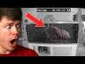 They Bought a SPIDER off the DARK WEB! (Goes Wrong)