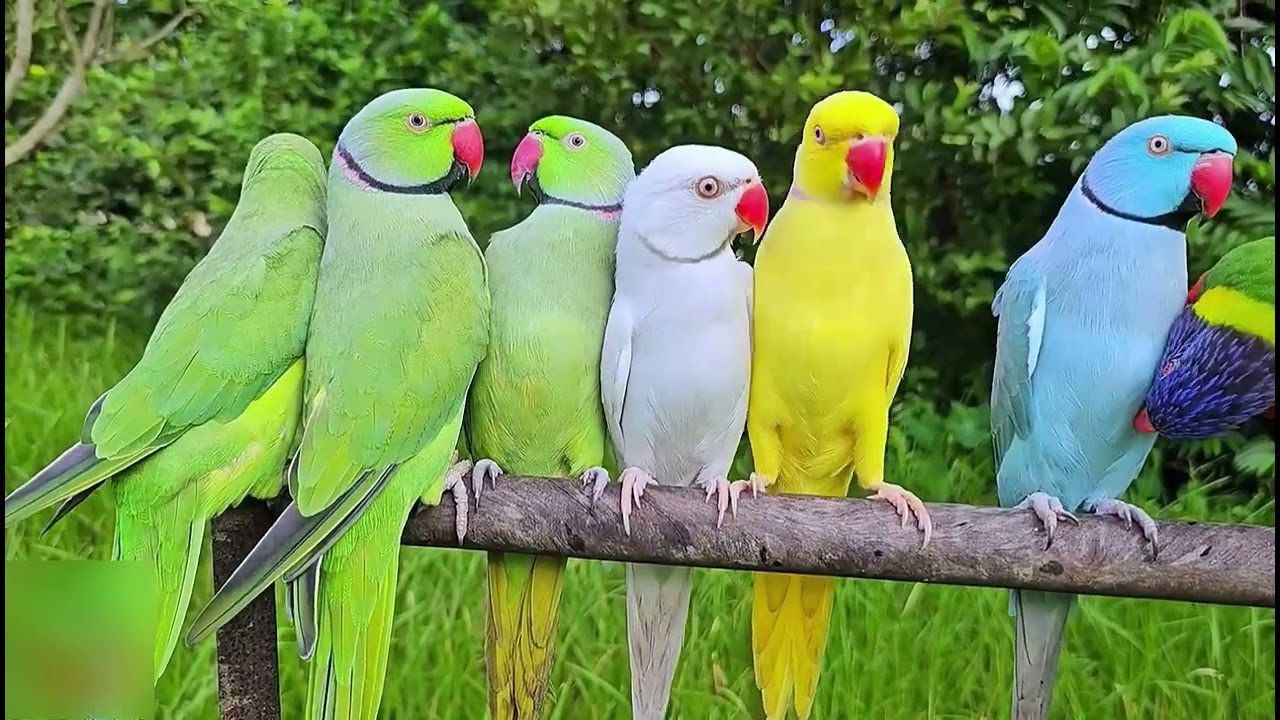 sr parrot birds _  this is happy parrot talking  - natural sound