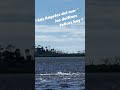 Hoy un día de hermosa actividad de los delfines 🐬!!!!