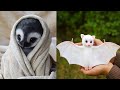 Cute baby animals Videos Compilation cute moment of the animals - Cutest Animals #15