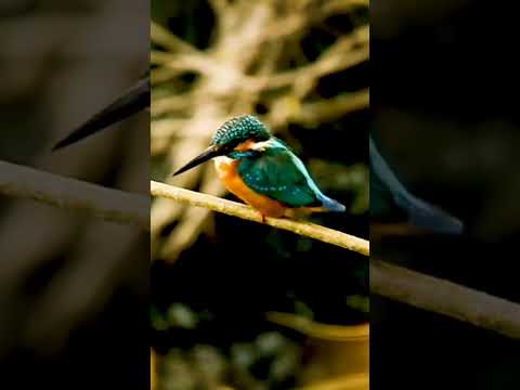 Beautiful bird/4k Ultra