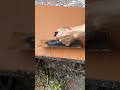 Textured Exterior Wall Plastering | DIY Faux Diatomaceous Earth Finish